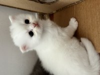 2 aylık olduğunda sahiplendirilecek yavru kediler