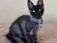 Maine coon erkek Ns WCF