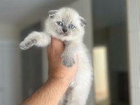 SCOTTISH FOLD BLUE POİNT YAVRULARIM 