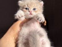 Nadir Renk Blue Golden Ay12 British Longhair