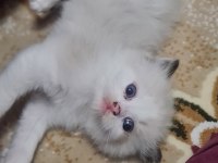 Safkan ragdoll yavrular