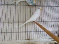 3 kardeş yavru muhabbet kuşu