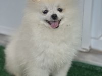 Pomeranian boo bebeğim