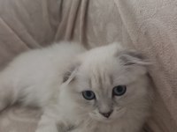 Scottish fold 100 günlük