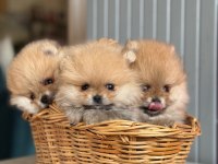 A CLASS POMERANİAN BOO