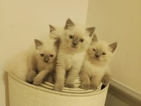 Blue Point British Shorthair Safkan
