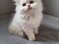British longhair by12 dişi