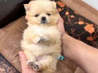 Pomeranian boo