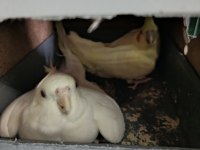 Lutino Albino Sultan Papağanı Takım