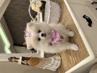 Pamuk gibi pomeranian yavrular