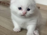 Scottish fold yavrularımız 2 aylıktır