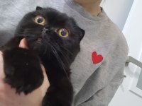 Scottish fold kedi cinsli
