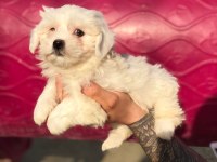 Orjinal minik maltese bebekler