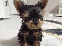 3 aylık teacup yorkshire terrier