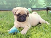 Pug Safkan