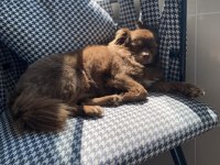 Chihuahua erkek 4 yaşında