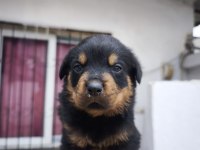 A KALİTE ROTTWEİLER BEBEKLER
