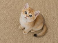 Show Kalite British Shorthair Golden Erkek Yavru Kedimiz