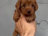 RED MALTIPOO ERKEK