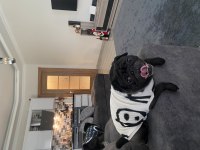 Yetişkin pug köpeği ücretsizdir
