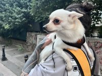 Ücretsiz sahiplendirme chihuahua
