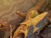 Zengin Renk Pigmentlerine Sahip Chamaeleon Bukalemun