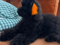 TÜM AŞILARI YAPILI YAVRUMUZ TOY POODLE
