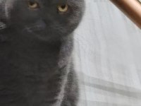 6 Yaşında Dişi Scottish Fold ve Erkek İran Kedisi
