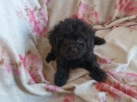 Dişi maltipoo
