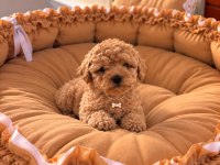 Toypoodle Yavrularımız