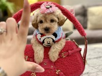 Muhteşem maltipoo bebekler ile karşınızdayız