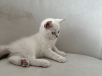 SAFKAN BRITISH BLUE POINTLER UYGIN FIYATA SAHIPLENDIRILECEK