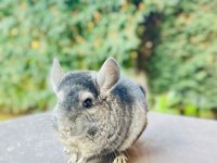 Koyu Gri (Medium Ebony) Çinçila / Chinchilla