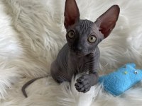 Sphynx sfenks tüysüz dişi erkek yavruları