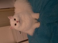British longhair yeni ailemi heyecanla bekliyorum