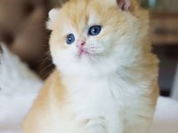Yuvarlak Hatlı Safkan Golden British Shorthair 