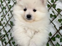 Safkan ve ırk garantili pomeranian boo