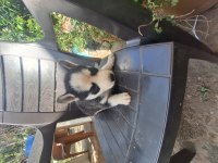 Sibirya kurtları husky