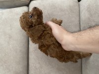 Erkek Toy Poodle