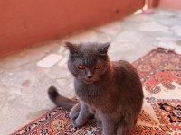 Kedimizi güzel bi insana hediye vermek istiyoruz