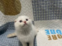 Sevimli yavrularımız british longhair