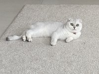 Scottish fold 1.5 yaşında izmir urla