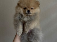 Pomeranian Toy Spitz Yavrular