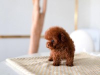 SÜSLÜ KIZIMIZIN MÜKEMMEL POODLE YAVRUSU İSTANBULDA