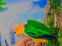 FULL EVCİL CAİQUE MASKOT