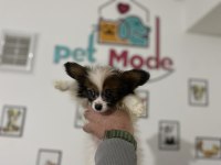 Petmode Köpek Çiftliğinden  tea cup papillon yavrumuz