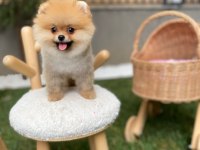 Sevimli Pomeranian Yavrular