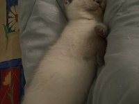 Scottish fold sağlıklı