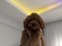 AİLEDEN SON ERKEK TOY POODLE YAVRU