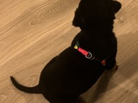 Aşıları tam rottweiler yavru